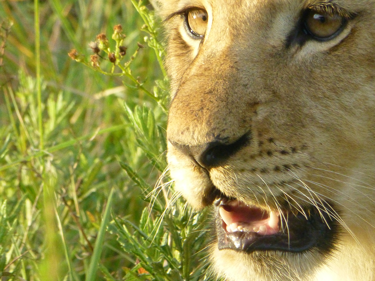 alw-safari-2